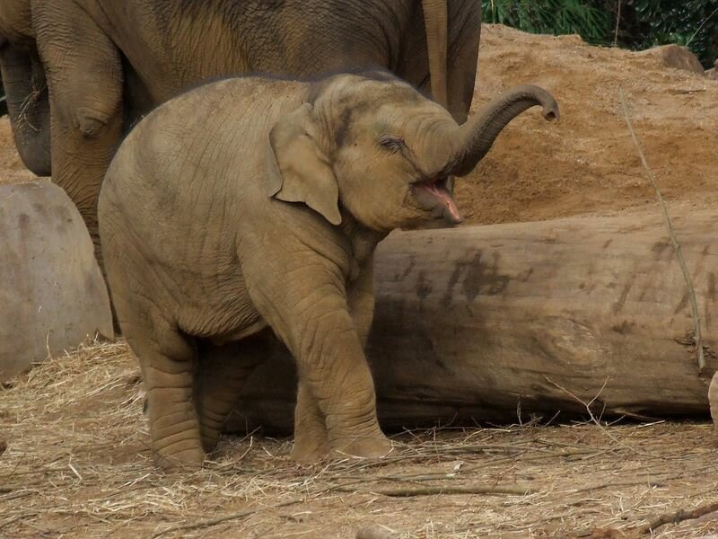 Antwerp Zoo